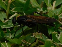 Mydas maculiventris