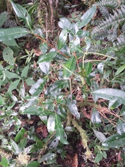 Image of Coffea mangoroensis