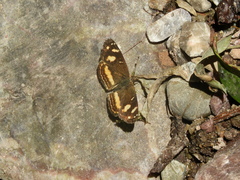 Telenassa berenice