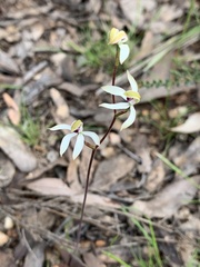 Caladenia cucullata