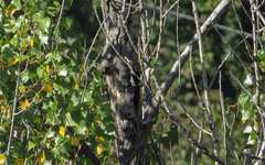 Dendrocopos syriacus