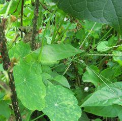 Stilpnochlora