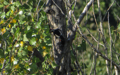 Dendrocopos syriacus