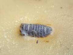 Lecanicillium saksenae
