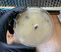 Lecanicillium saksenae