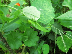 Stilpnochlora
