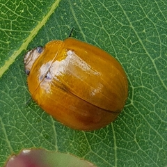 Paropsisterna cloelia