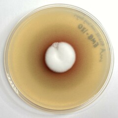 Lecanicillium saksenae