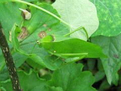 Stilpnochlora