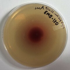 Lecanicillium saksenae