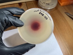 Lecanicillium saksenae