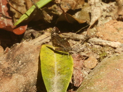 Heterusia