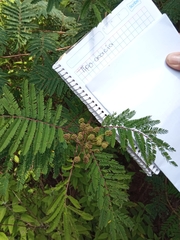 Acaciella angustissima