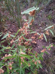 Lasiopetalum ferrugineum