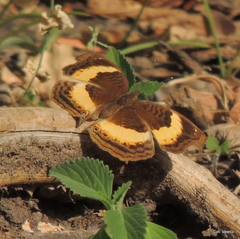 Junonia elgiva