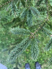 Picea glauca