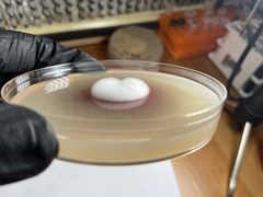 Lecanicillium saksenae