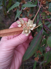 Lasiopetalum ferrugineum