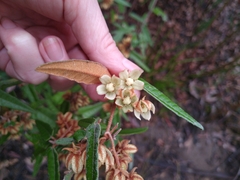 Lasiopetalum ferrugineum