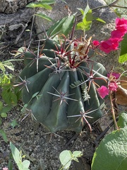 Ferocactus townsendianus
