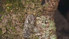 Theopompa ophthalmica