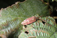 Pantilius tunicatus