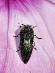 Acmaeodera cylindrica