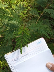 Acaciella angustissima