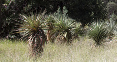 Yucca schottii