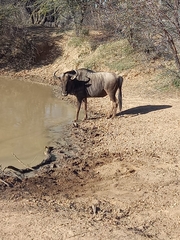 Connochaetes taurinus taurinus