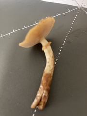 Psathyrella