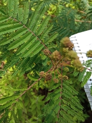 Acaciella angustissima