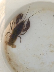 Faxonius virilis