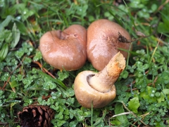 Chroogomphus rutilus