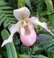 Phragmipedium