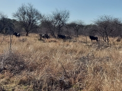 Connochaetes taurinus taurinus