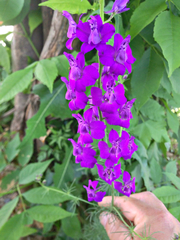 Magnoliopsida