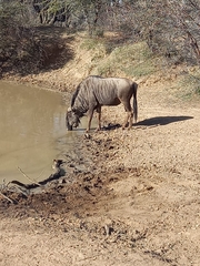 Connochaetes taurinus taurinus