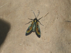 Chrysocale regalis