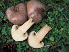 Chroogomphus rutilus