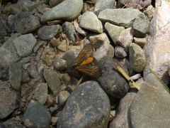 Dioptinae