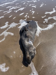 Arctocephalus australis