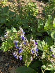Rotheca myricoides