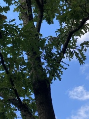 Quercus cerris