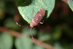 Pantilius tunicatus