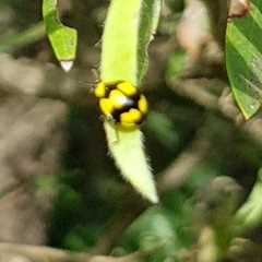 Illeis galbula