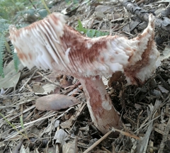Amanita rubescens rubescens