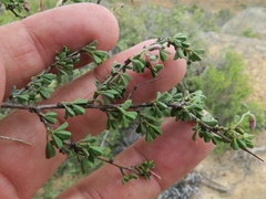 Indigofera spinescens