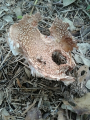Amanita rubescens rubescens