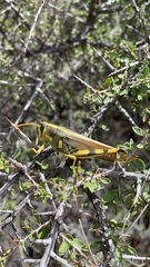 Schistocerca albolineata